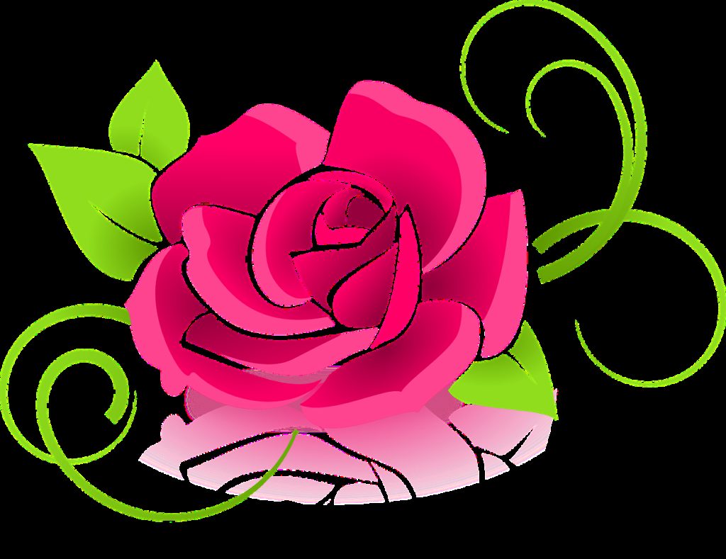 rose, graphic, flower